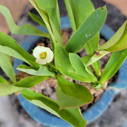 Euphorbia cv. parvi-medusae