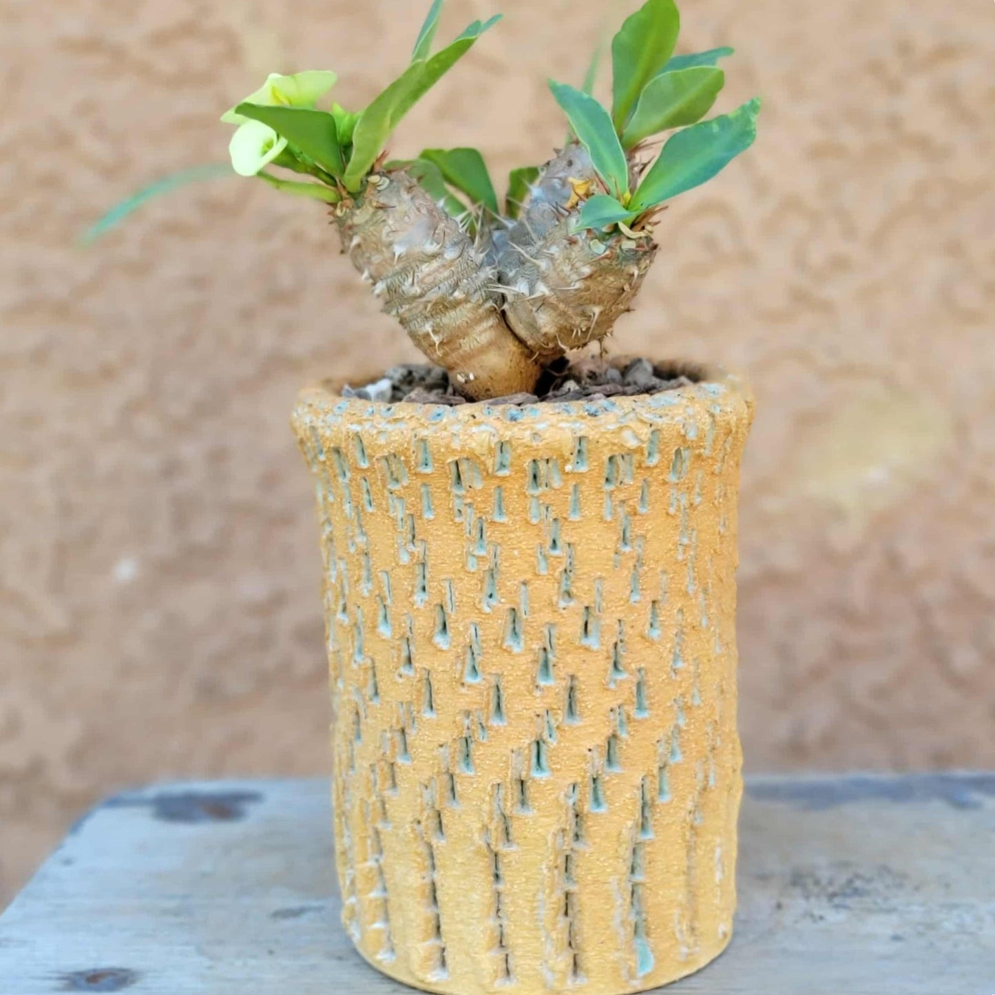 Euphorbia cv. parvi-medusae