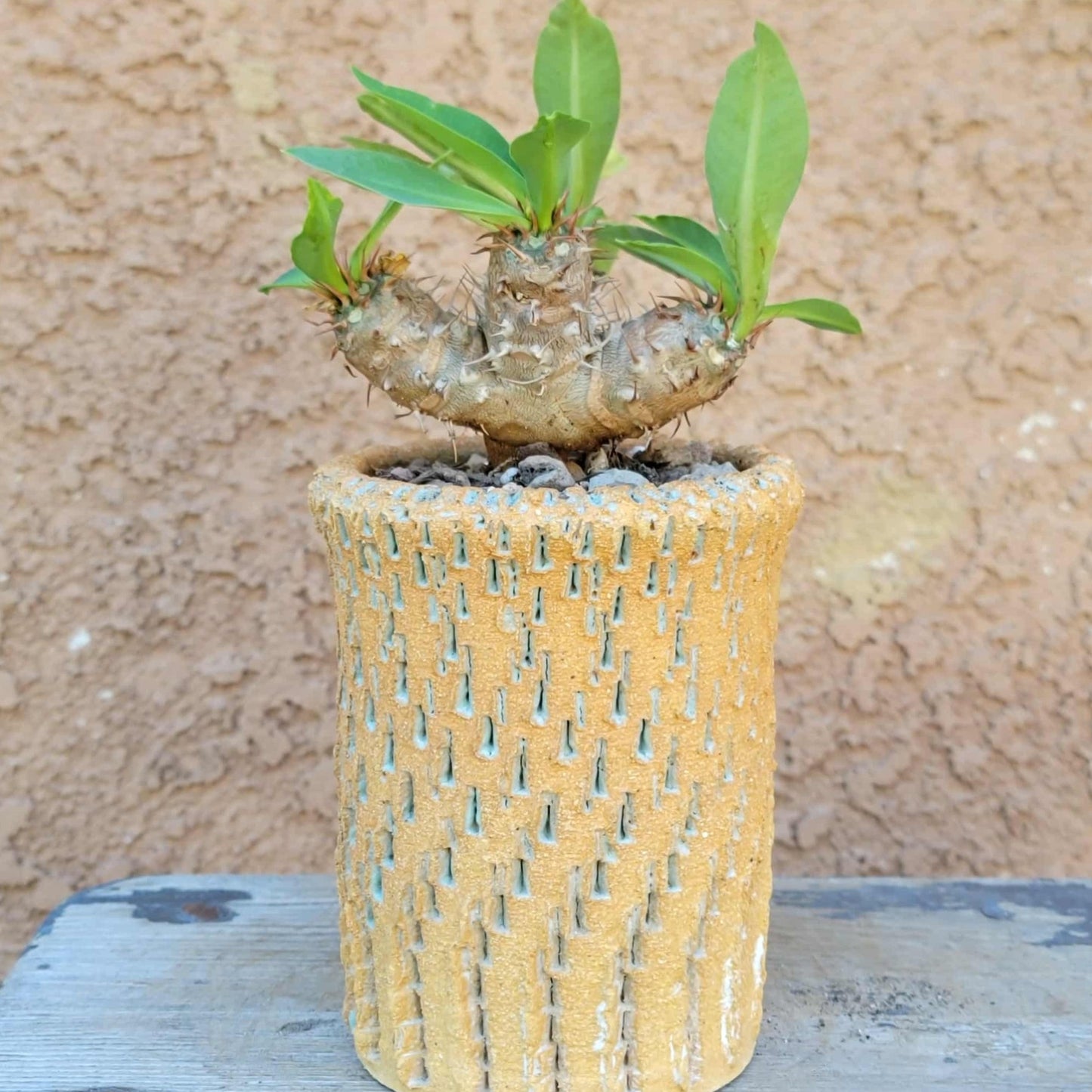 Euphorbia cv. parvi-medusae