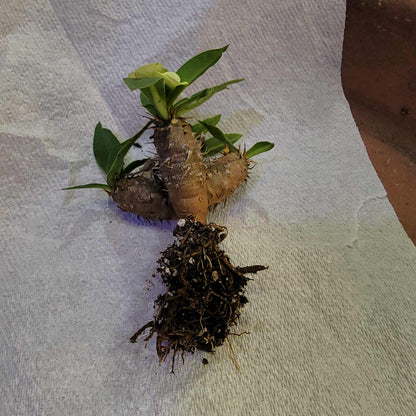 Euphorbia cv. parvi-medusae