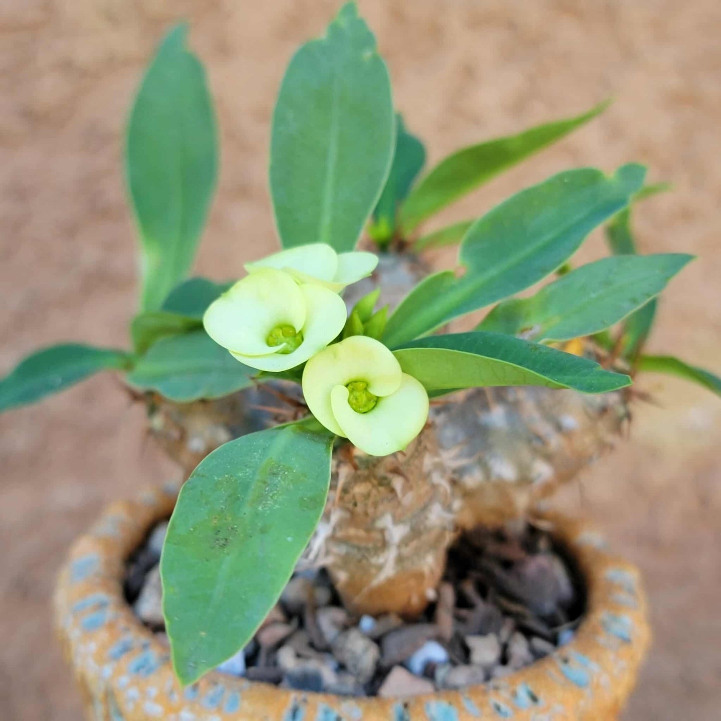 Euphorbia cv. parvi-medusae
