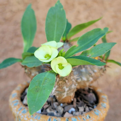 Euphorbia cv. parvi-medusae