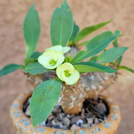 Euphorbia cv. parvi-medusae