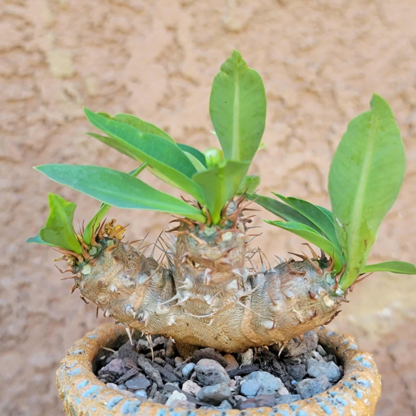 Euphorbia cv. parvi-medusae