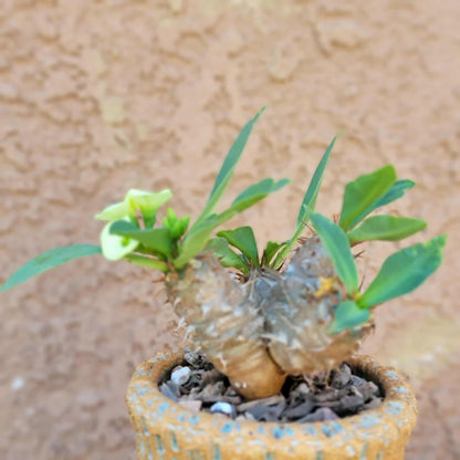 Euphorbia cv. parvi-medusae