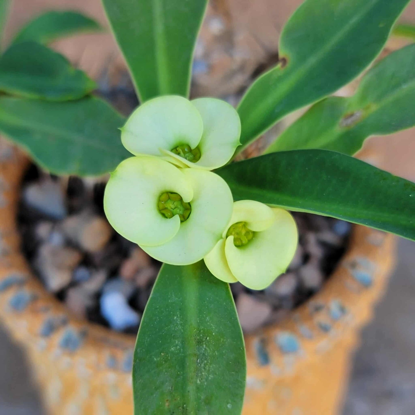 Euphorbia cv. parvi-medusae