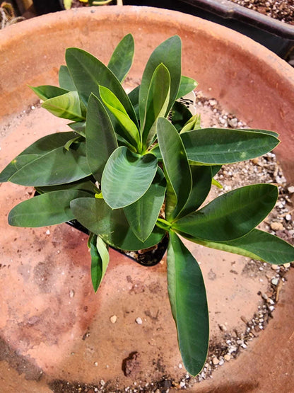 Euphorbia cv. parvimedusae
