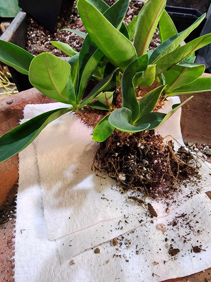 Euphorbia cv. parvimedusae
