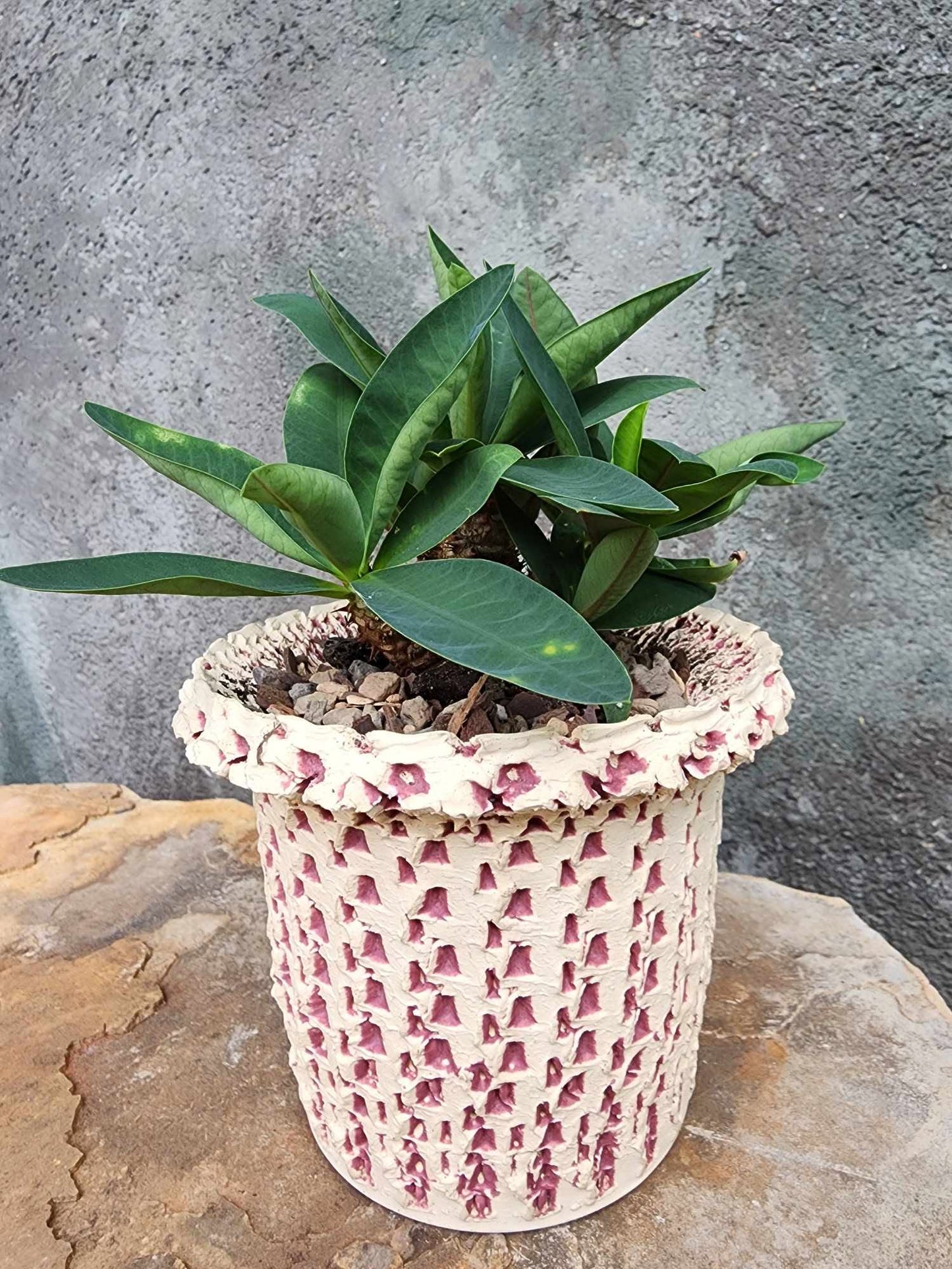 Euphorbia cv. parvimedusae
