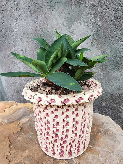 Euphorbia cv. parvimedusae