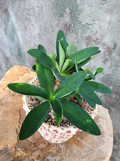 Euphorbia cv. parvimedusae