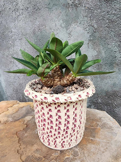 Euphorbia cv. parvimedusae