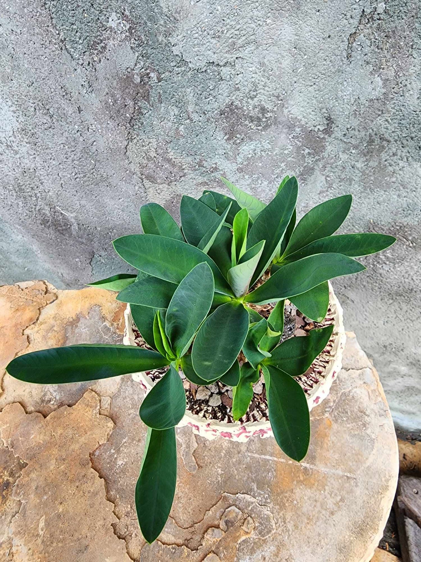 Euphorbia cv. parvimedusae