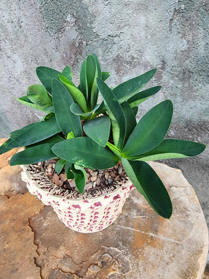 Euphorbia cv. parvimedusae
