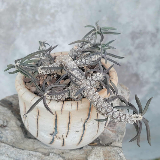 Euphorbia cylindrifolia