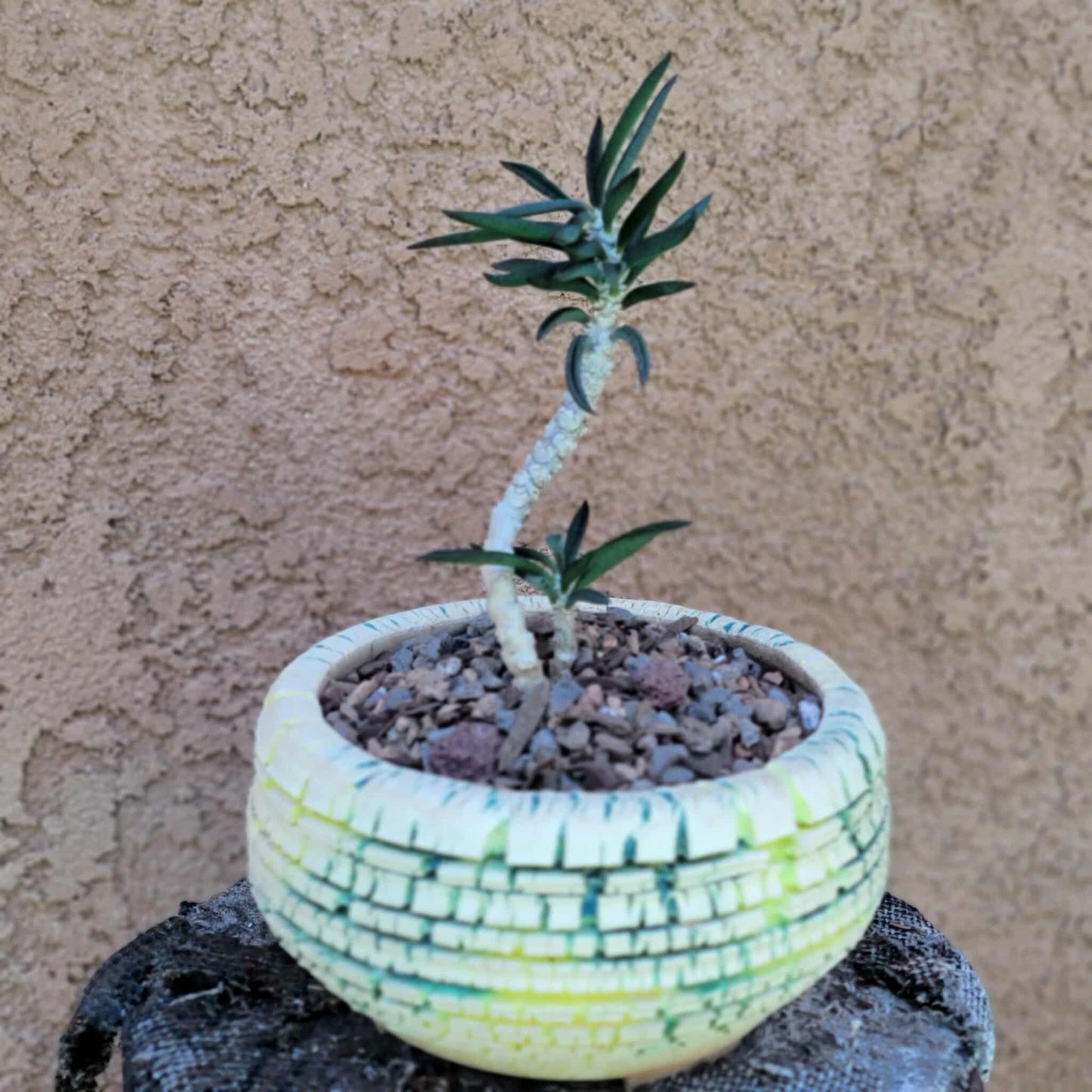 Euphorbia cylindrifolia