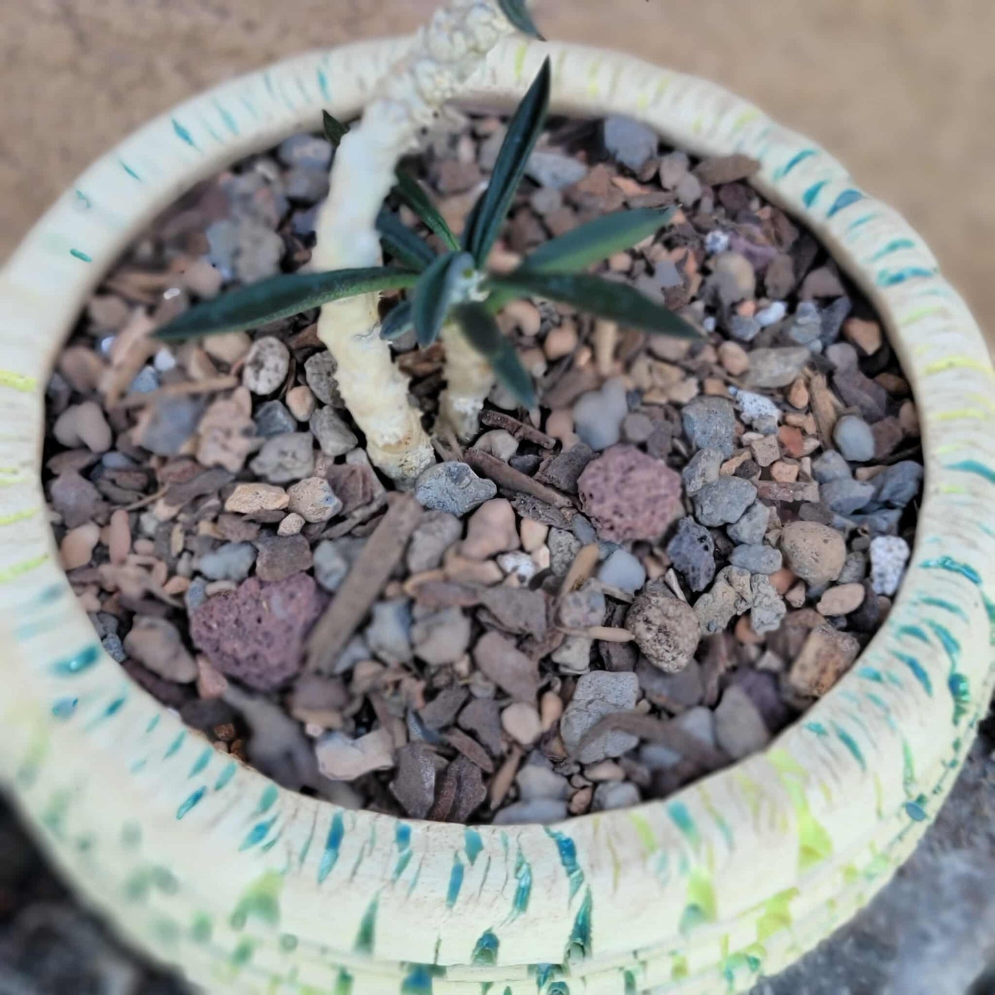 Euphorbia cylindrifolia