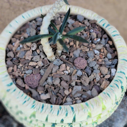 Euphorbia cylindrifolia