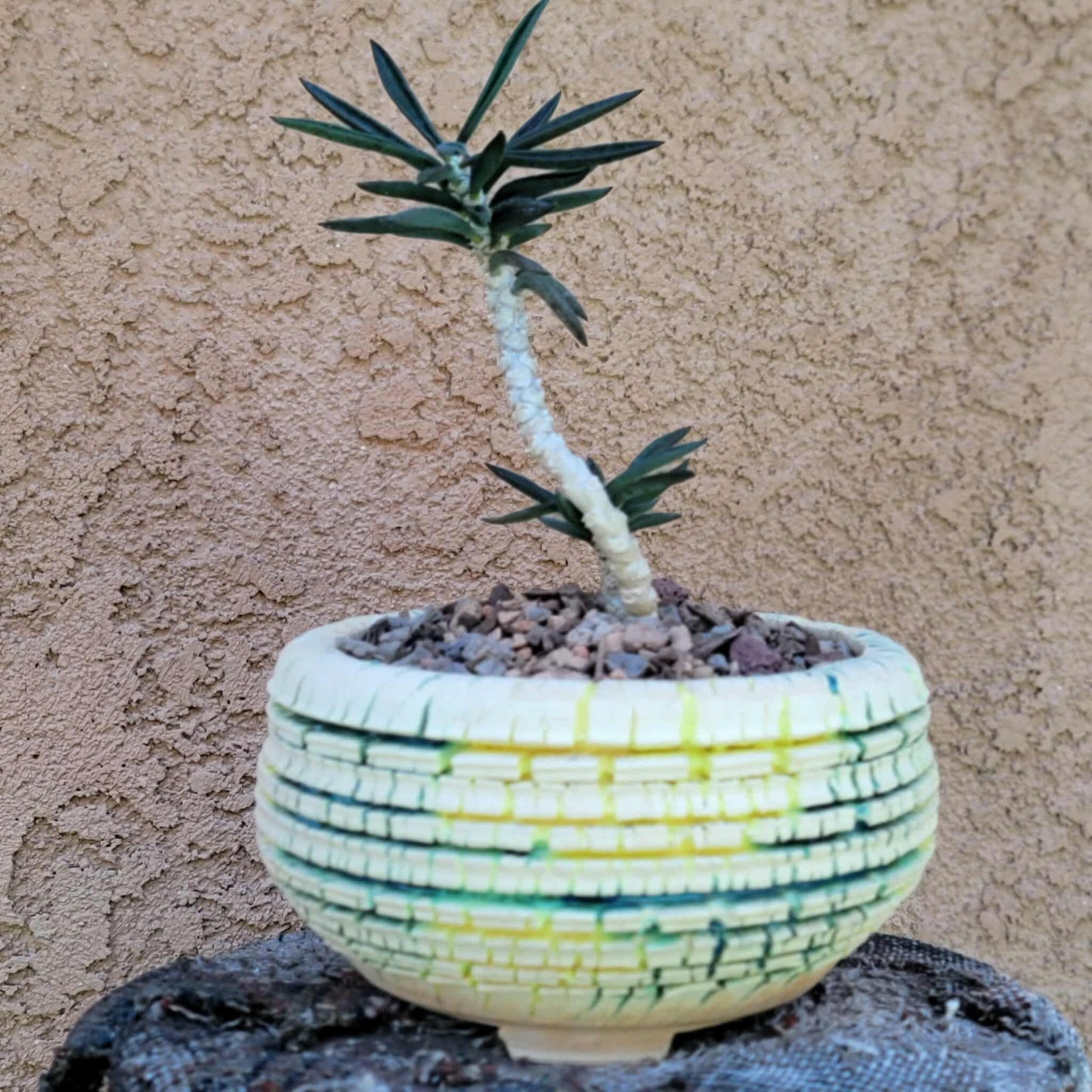 Euphorbia cylindrifolia
