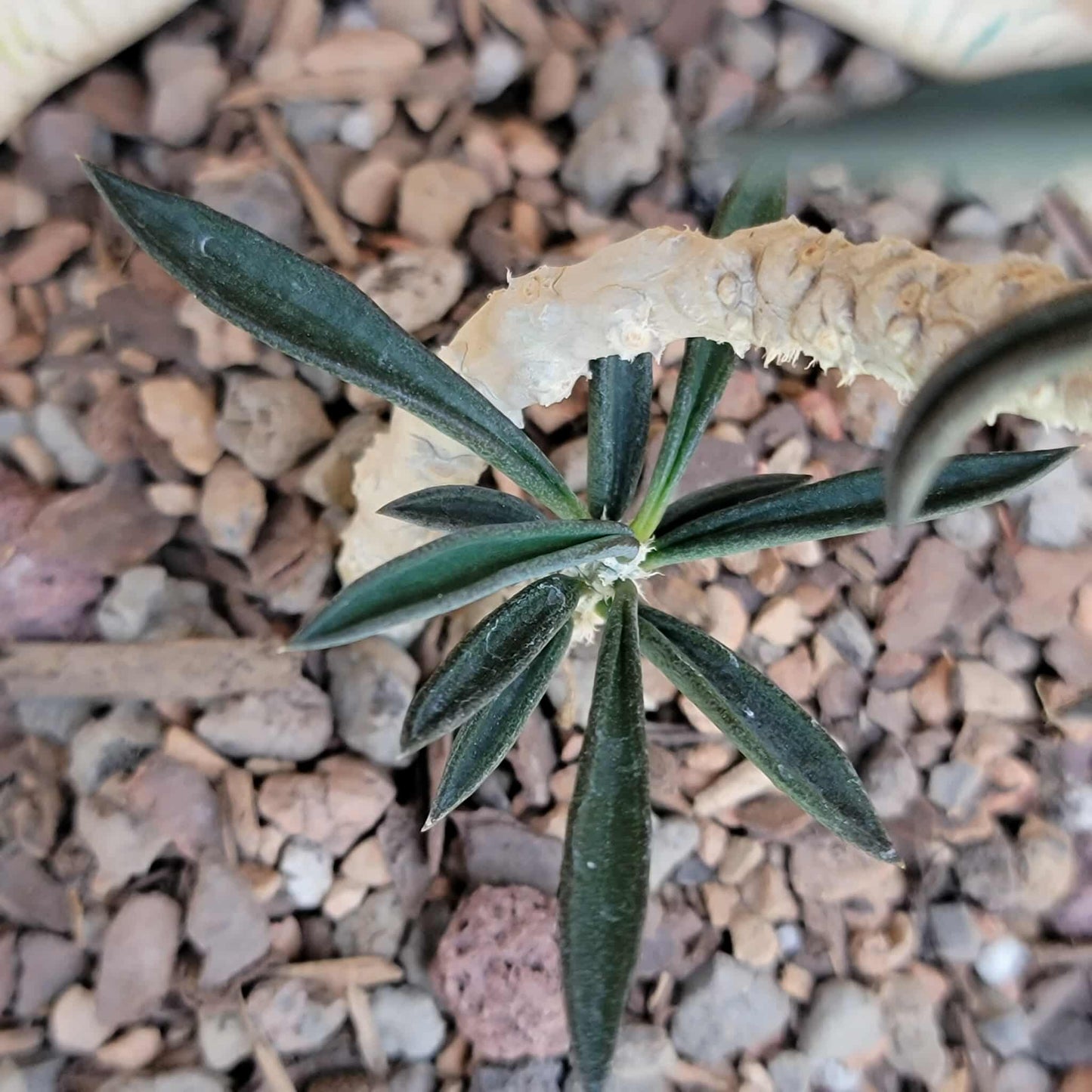 Euphorbia cylindrifolia