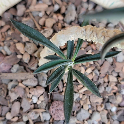 Euphorbia cylindrifolia