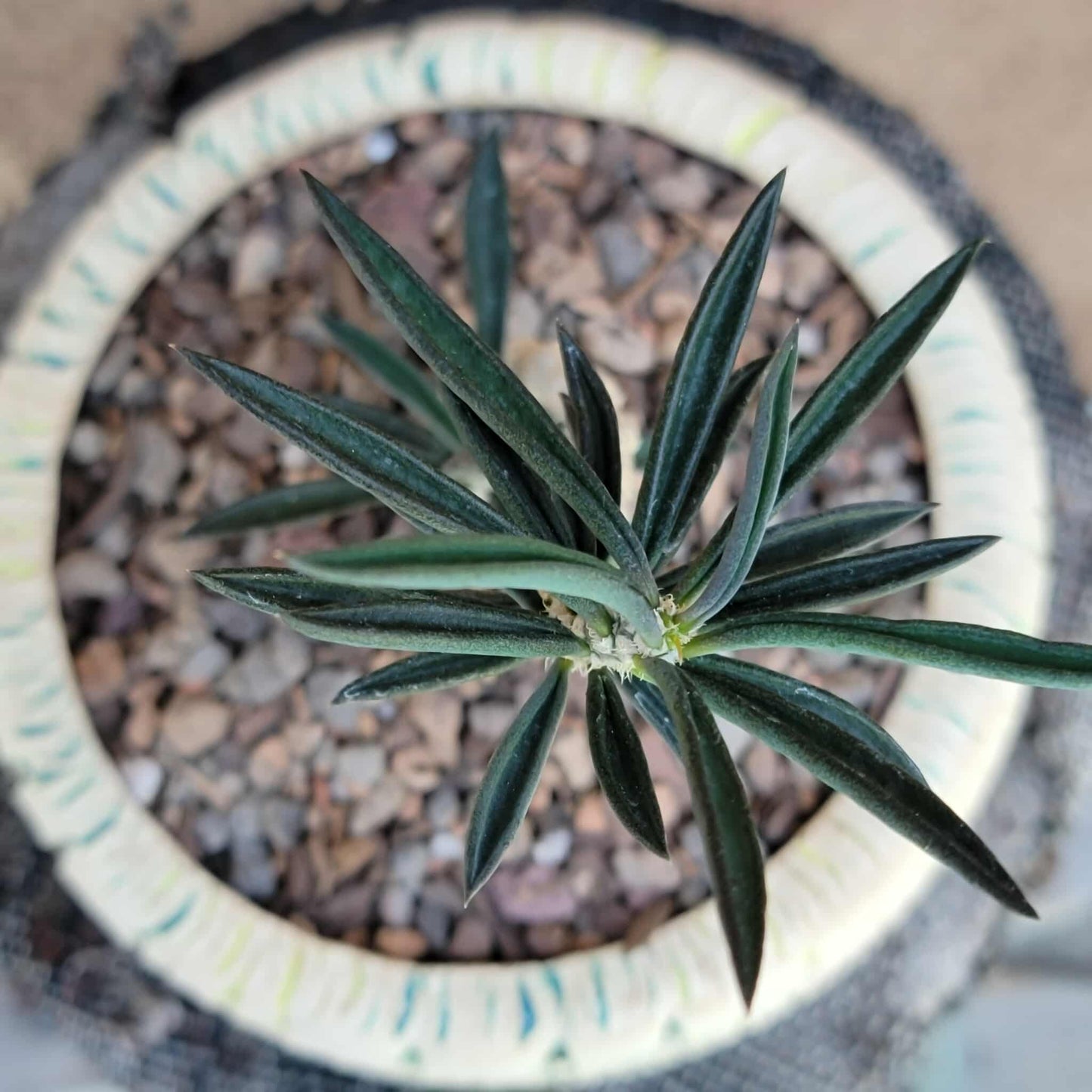 Euphorbia cylindrifolia