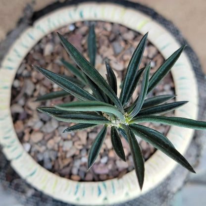 Euphorbia cylindrifolia
