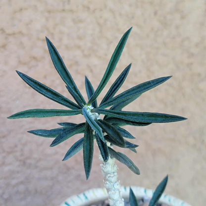 Euphorbia cylindrifolia