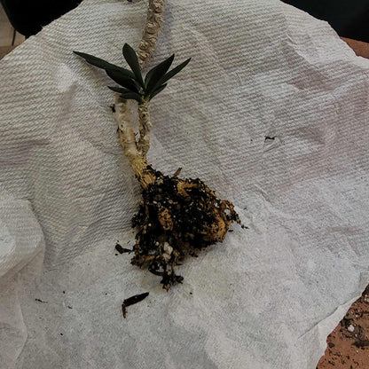 Euphorbia cylindrifolia