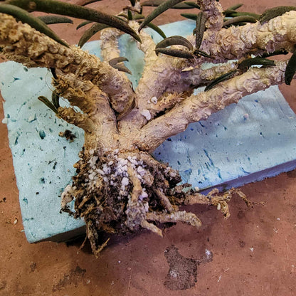 Euphorbia cylindrifolia