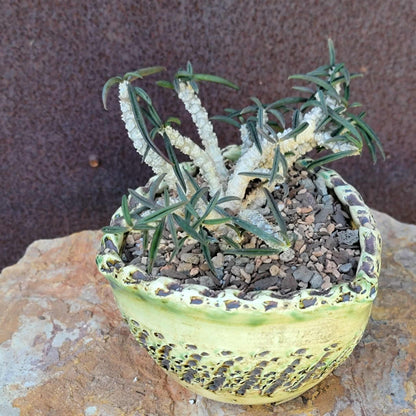 Euphorbia cylindrifolia