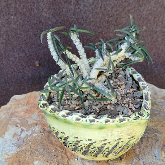 Euphorbia cylindrifolia