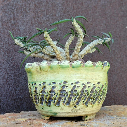 Euphorbia cylindrifolia