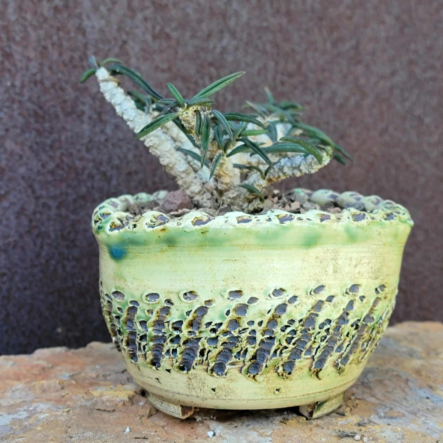 Euphorbia cylindrifolia