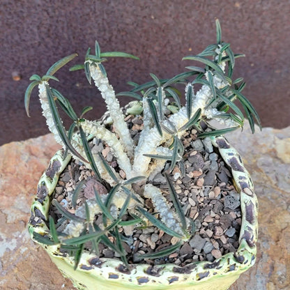 Euphorbia cylindrifolia