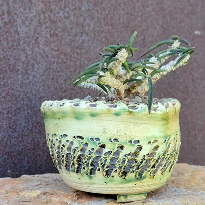 Euphorbia cylindrifolia