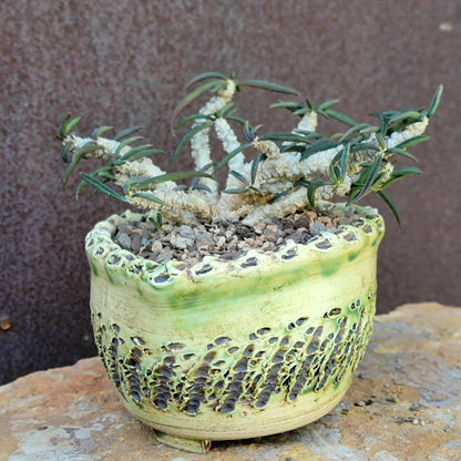 Euphorbia cylindrifolia