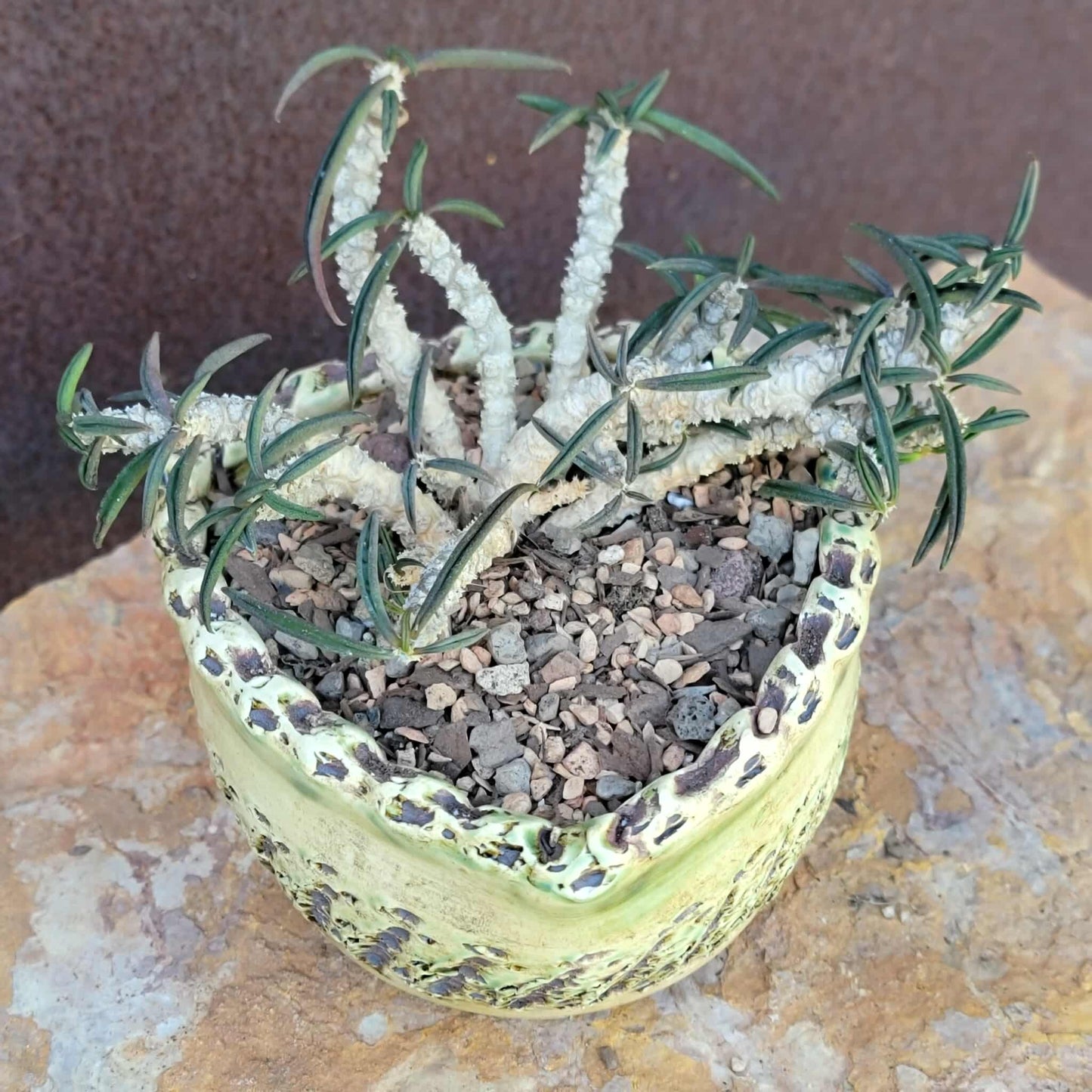 Euphorbia cylindrifolia