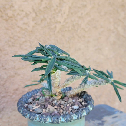 Euphorbia cylindrifolia