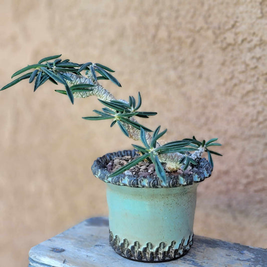 Euphorbia cylindrifolia
