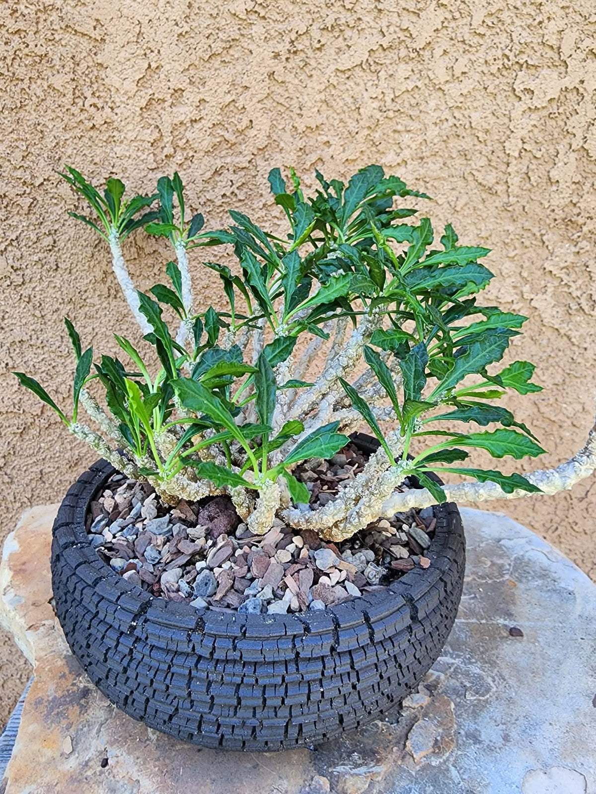 Euphorbia decaryi - Wrinkled Leaf Spurge