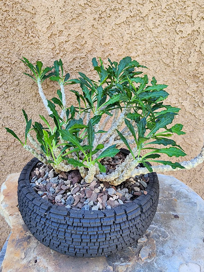 Euphorbia decaryi - Wrinkled Leaf Spurge