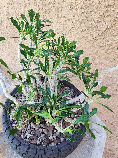 Euphorbia decaryi - Wrinkled Leaf Spurge
