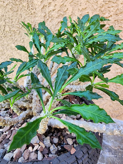 Euphorbia decaryi - Wrinkled Leaf Spurge