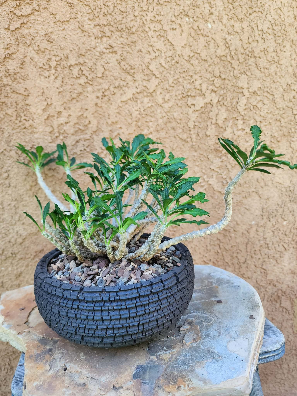 Euphorbia decaryi - Wrinkled Leaf Spurge