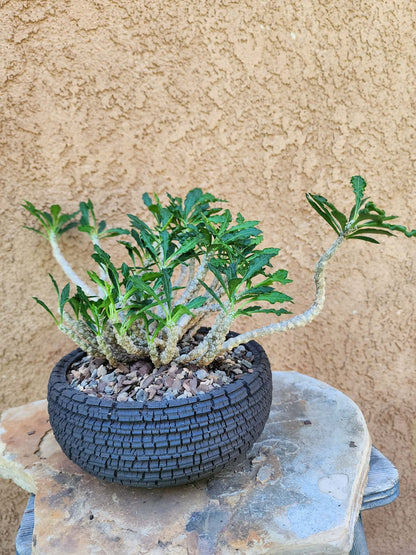 Euphorbia decaryi - Wrinkled Leaf Spurge