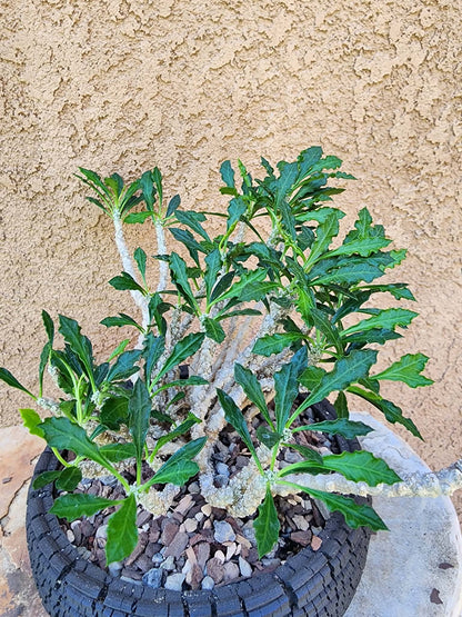 Euphorbia decaryi - Wrinkled Leaf Spurge
