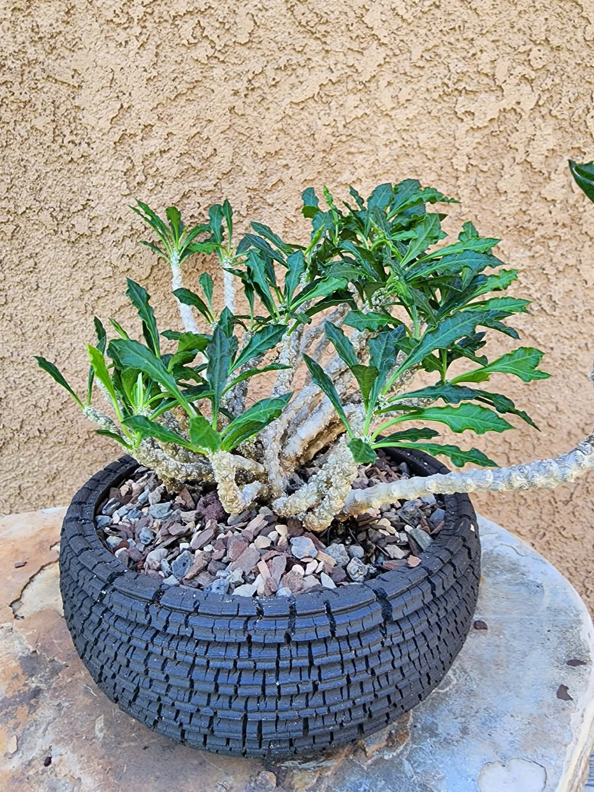 Euphorbia decaryi - Wrinkled Leaf Spurge