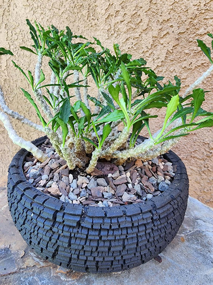 Euphorbia decaryi - Wrinkled Leaf Spurge