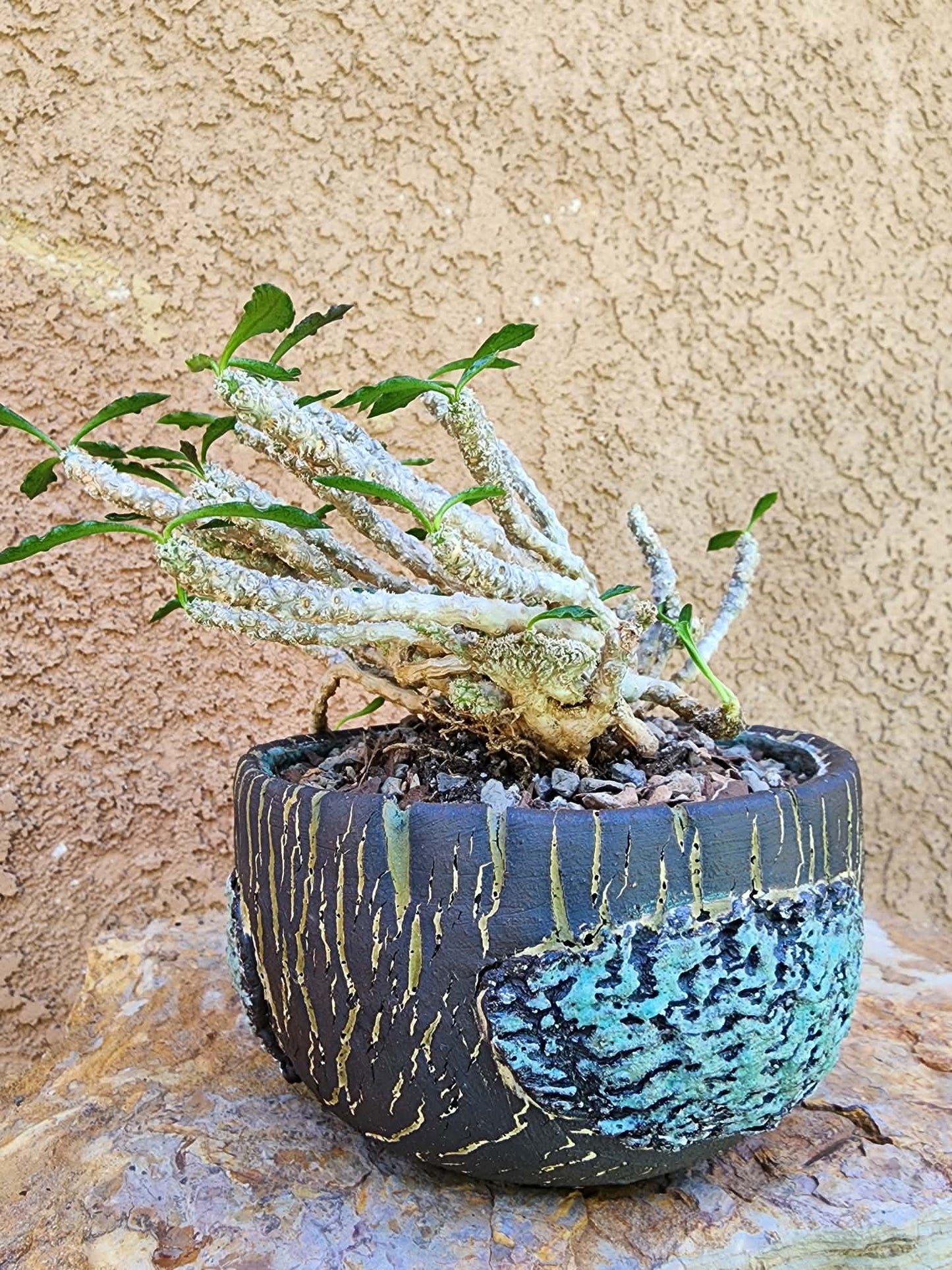 Euphorbia decaryi cristata - Crested Wrinkled Leaf Spurge